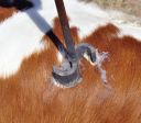Filename=5-cattle.jpg
Filesize=280KiB
Dimensions=1200x1051
Date added=Nov 19, 2017 5-cattle.jpg