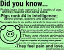 Filename=pigs.jpg
Filesize=53KiB
Dimensions=474x375
Date added=Nov 19, 2017 pigs.jpg